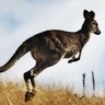 Kangaroo